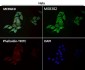 Anti-alpha Tubulin TUBA1B Rabbit Monoclonal Antibody